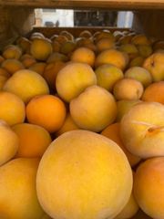 Fresh South African Quality Peaches Organic Yes Color Yellow Origin South Africa Flavor Sweet And Aromatic Packaging Customized Packaging - Image 4