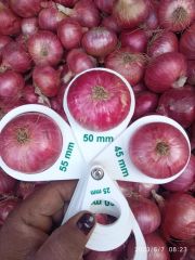 Fresh onion – product photo 3, product detail gallery