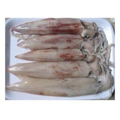 Cheap Wholesale Top Quality Frozen Whole Loligo Squid (Seafood) In Bulk - Image 5