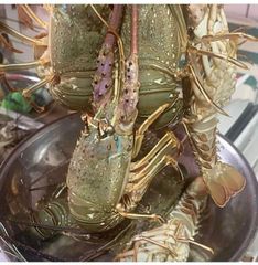 Lobster 🦞 - Image 1