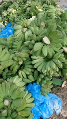 Fresh Native Cardava Banana – product photo 1, product detail gallery