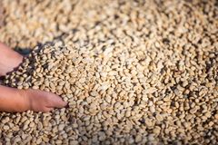 Arabica Coffee from Ethiopia – product photo 1, product detail gallery