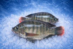 Frozen Whole Tilapia: Whole tilapia fish, supplied fresh or frozen, available in whole-round, - Image 1