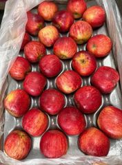 Premium Gala Apples from South Africa! CLASS 1 Export Quality! NEW CEOPS!! Excellent packing - Image 5