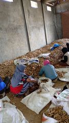 FRESH GINGER - Image 2