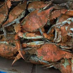Frozen Crab Premium Seafood Choice Carefully Handled Processed and Frozen for Long Lasting Freshness – product photo 5, product detail gallery