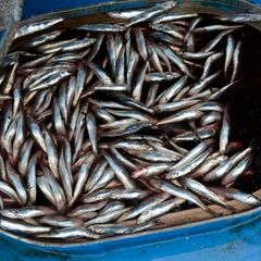 Premium frozen anchovies fresh sea fish whole fish long shelf life quick frozen suitable for export and retail supply - Image 3