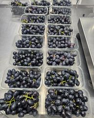 Fresh Midnight Beauty Sugra 13 Seedless Grapes for sale!! Class 1 export quality black seedless grapes for export – product photo 3, product detail gallery