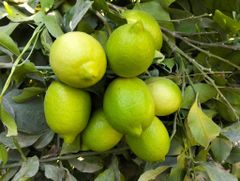 Eureka a lemon - Image 2
