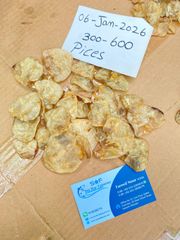 Cat Fish Maw ( Dry ) Style Open & Close Weight (kg) 20 kgs box Certification ISO 22000 Key Benefit Rich Collagen - Image 1