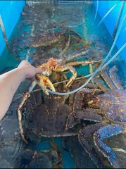 Buy Frozen Snow Crab Cluster / Snow Crab Clusters / Crab Legs for Sale Wholesale Snow Crab Meat - Image 5