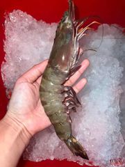 Fresh & Frozen Tiger Prawns Available. - Image 2