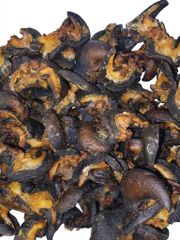 Dried African Giant Land Snail (Archachatina marginata) - Image 2