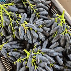 Premium Table Grapes for Exporter in South Africa! CLASS 1 Export Quality! NEW CROPS!! - Image 4