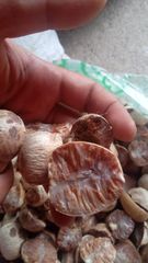 betel nut – product photo 1, product detail gallery