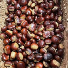 Chinese Tai Shan chestnut - Image 3
