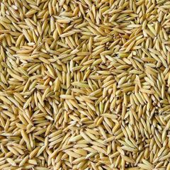 High quality paddy rice bulk supply factory price fast delivery - Image 2