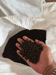 Black Pepper with GL above 550 - Image 1