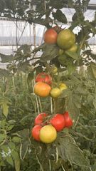 Tomatoe – product photo 3, product detail gallery