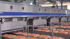 Fresh Chicken Eggs (Brown) - Image 2