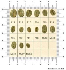 Brazilian Arabica Green Coffee Beans – FC Santos, 17/18 Screen – product photo 4, product detail gallery