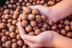 100% Natural Organic Whole Macadamia Kernels Raw Dried Creamy Taste Macadamia Nuts Vacuum Pack - Image 2