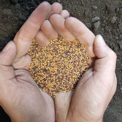 Premium Canola Seed For Modern Farming High Yield Crop Production With Clean Grains Suitable For Oil Processing - Image 2