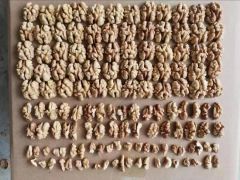Walnuts in Shell Fresh and Dried Walnut Kernels Origin China Storage Shade Processing Raw Trademark sugo Model NO. - Image 1