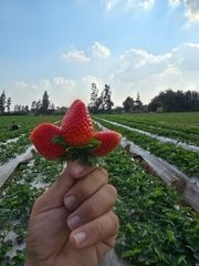 IQF (Individually Quick Frozen) whole strawberry Uncalibrated - 0,400kg/1kg/2,5kg and 10kg bulk packaging / EGYPT – product photo 5, product detail gallery