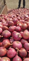 Red onions Organic Yes Texture Firm Color Red / White Foreign Matter Nil Flavor Strong Pungent Flavor Storage Performance Excellent - Image 4