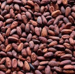 High Quality Organic Cocoa Beans in Bulk Wholesome Green and Dried Raw Cacao Certified Organic Packed in Bags Price - Image 2