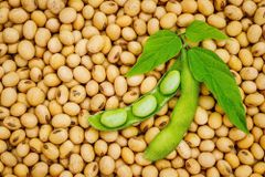 Wholesale Soybeans For Food And Feed Industries With Consistent Grain Quality Strong Nutritional Value – product photo 1, product detail gallery