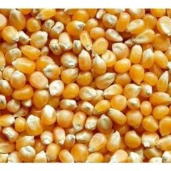 Yellow  Yellow Corn Yellow Product Name Corn Type Corn (Maize) Use Chicken feed, Livestock Flavor Natural taste - Image 5