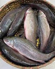 Fish - Image 1