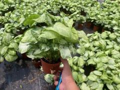 Syngonium Podophyllum Indoor Plants - Image 5