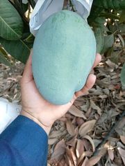 Egyptian Mango - Image 3