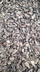 Palm Kernel Shell (non-screening, non GGL, non ISCC) - Image 1