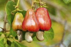 Cashew Nuts - Image 2