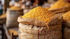 Maize (Corn) – product photo 3, product detail gallery