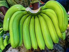 Fresh Cavendish Bananas & Saba (Cardava) Bananas from the Philippines – product photo 1, product detail gallery