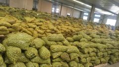 New Crop Harvest Walnut/Walnut in Shell / Walnut Kernel Origin China Area Xinjiang Processing Raw HS Code 0802320000 Trademark SHENG MENG - Image 5