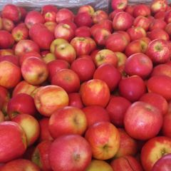 FRESH PINK LADY APPLES FOR SALE!! CLASS 1 EXPORT QUALITY PINK LADY APPLES FOR EXPORT – product photo 1, product detail gallery