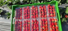 Strawberry – product photo 1, product detail gallery