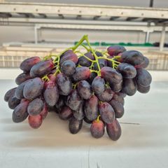 Early Sweet Grapes from Nine Fruits Exports for supply Export  to wholesale and  distributors - Image 2