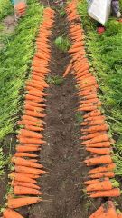 Fresh carrot - Image 2