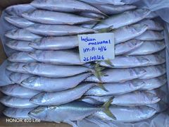 Frozen Indian Mackerel - Image 2