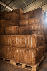Coconut Fiber - Image 1