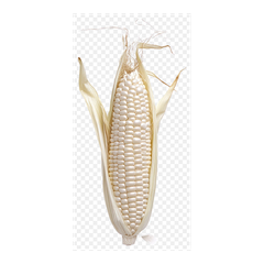 Bulk supply white corn premium quality maize export ready packaging - Image 4