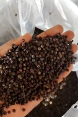 Black Pepper (Piper Nigrum) – product photo 1, product detail gallery