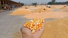 Maize(Corn) – product photo 1, product detail gallery